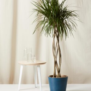 Dracaena Marginata