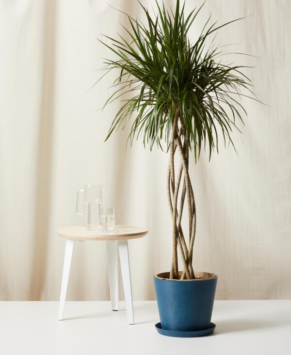 Dracaena Marginata