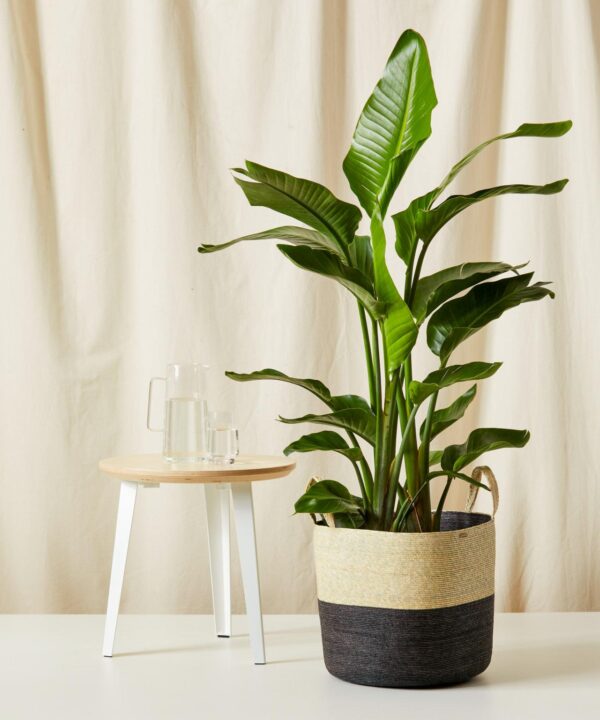 Bird of Paradise