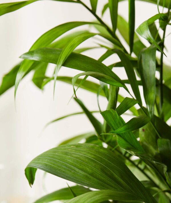 Ponytail Palm Tree - Image 3