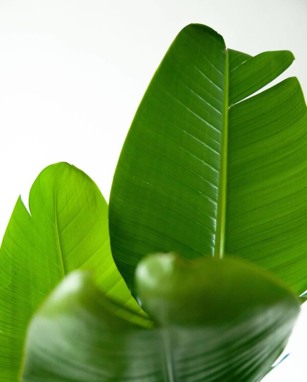 Sansevieria - Image 3