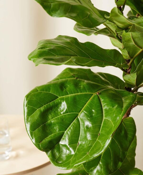 Dracaena Marginata - Image 2