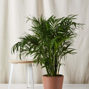 Cat Palm