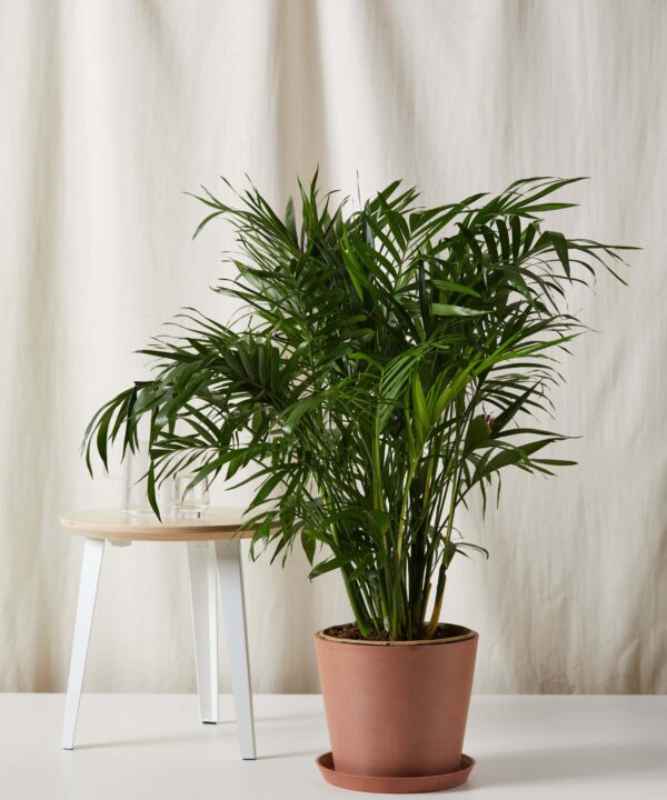 Cat Palm