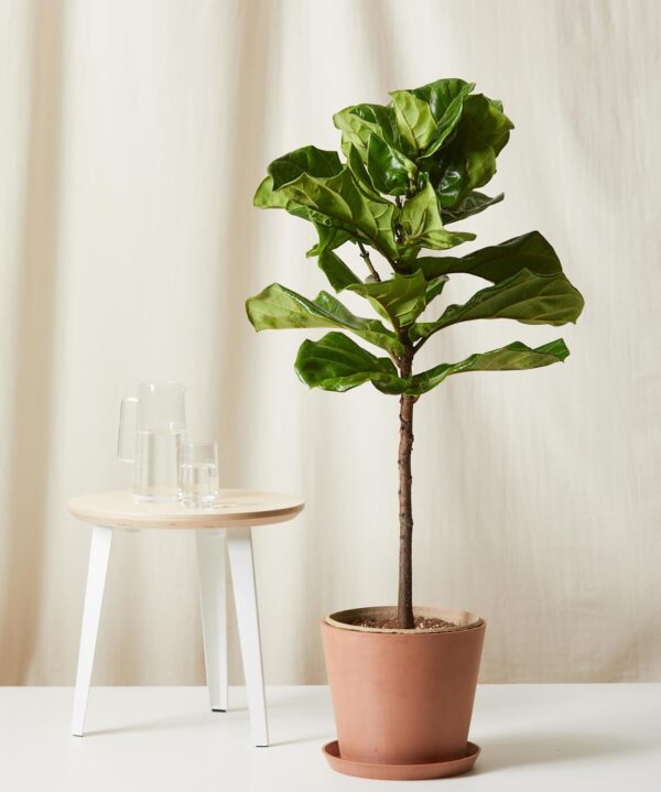 Cat Palm - Image 3